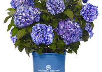 Endless Summer Collection - Hydrangea Mac. Endless Summer Bloomstruck (reblooming Hydrangea) Shrub, Rb Purple, #2 - Size Container