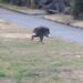 A raccoon with a rare spinal condition runs across a grassy area next to a paved path.