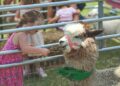 Pelham Palooza draws strong crowds with music, new attractio...
