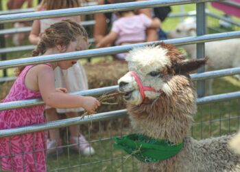 Pelham Palooza draws strong crowds with music, new attractio...