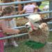 Pelham Palooza draws strong crowds with music, new attractio...