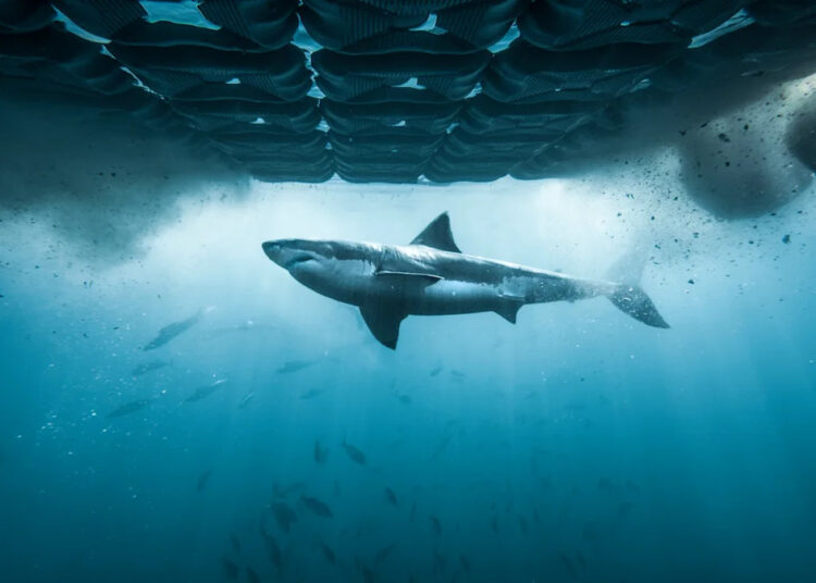 Shark Week 2026: How to watch, full TV schedule, where to stream, and more