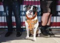 A dog wearing a brown harness with an orange “SF” logo sits between two people’s legs. Behind them is a flag with stars and stripes.