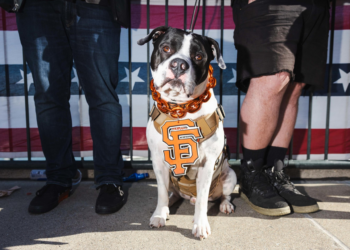 A dog wearing a brown harness with an orange “SF” logo sits between two people’s legs. Behind them is a flag with stars and stripes.
