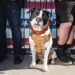 A dog wearing a brown harness with an orange “SF” logo sits between two people’s legs. Behind them is a flag with stars and stripes.