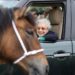You can now buy one of Queen Elizabeth II's favourite cars