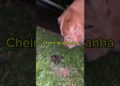 Detector de fezes da realeza    #dog #trending #pets #cortes