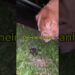 Detector de fezes da realeza    #dog #trending #pets #cortes
