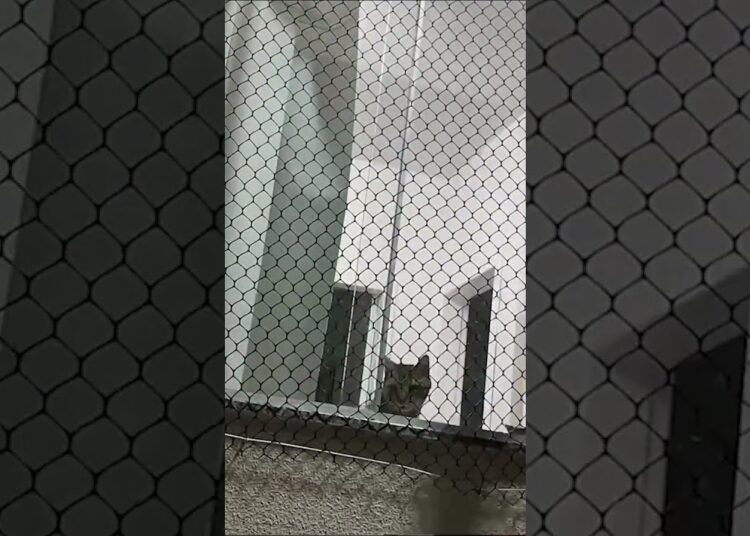 🐱 Instalando Tela de Proteção pros Meus Gatos em Realeza!