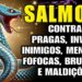 O PODER DO SALMO 02: CONTRA MAGIA, INIMIGOS, INVEJA, FOFOCAS e FALSIDADES – Prosperidade