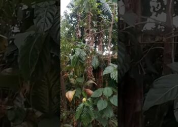 Filhos de Jacó, A realeza Bantu.