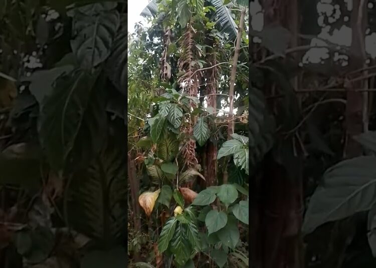 Filhos de Jacó, A realeza Bantu.