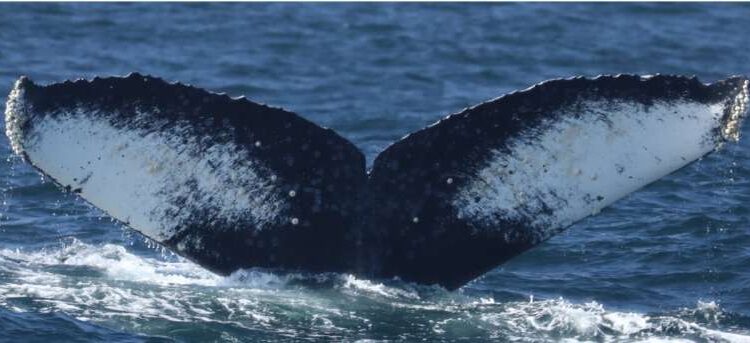 A escuta de músicas de baleias desperta novas descobertas em ecologia