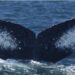 A escuta de músicas de baleias desperta novas descobertas em ecologia