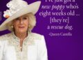 A rainha Camilla acrescenta Moley de cachorro adotado à família real
