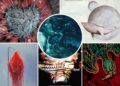 As 25 melhores músicas de metal dos últimos 25 anos
