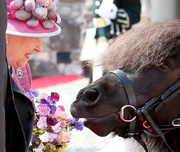 Bem preparado, mas terríveis maneiras ... Conheça Cruachan IV, a "real" de todos!