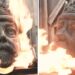 Estátua Real alvo de vândalos doentes como cabeça decapitada incendiada | Real | Notícias