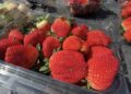 Florida Strawberry Festival: Dates, entertainment, food