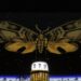 'Magic Flute' em Seattle Opera é o 'Hamilton' de Opera Stagings | Entretenimento