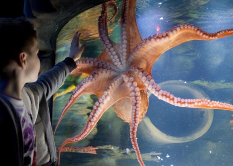 Merlin Entertainments mergulha na venda de ativos de aquário | Notícias de dinheiro
