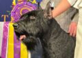 Monty, o gigante Schnauzer, vence Westminster Dog Show