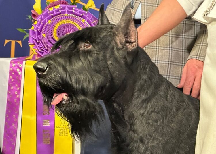 Monty, o gigante Schnauzer, vence Westminster Dog Show