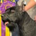 Monty, o gigante Schnauzer, vence Westminster Dog Show