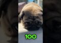 #pug #petfofinho #petvideos #fofoca #fofocas #fofocasdefamosos #viral