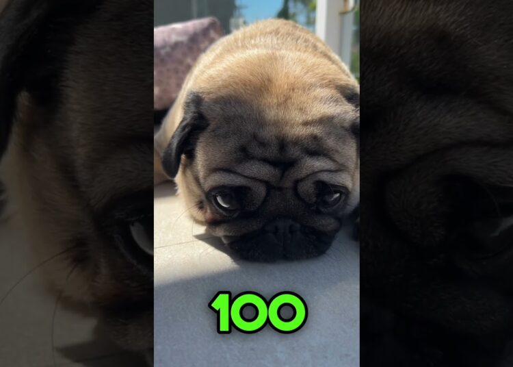 #pug #petfofinho #petvideos #fofoca #fofocas #fofocasdefamosos #viral