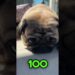 #pug #petfofinho #petvideos #fofoca #fofocas #fofocasdefamosos #viral