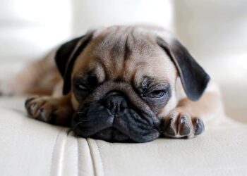 PUG ‐ UM CÃO DA REALEZA 👸