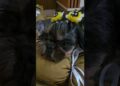 Cama pet realeza: o conforto e o luxo que o seu pet merece!👑💖