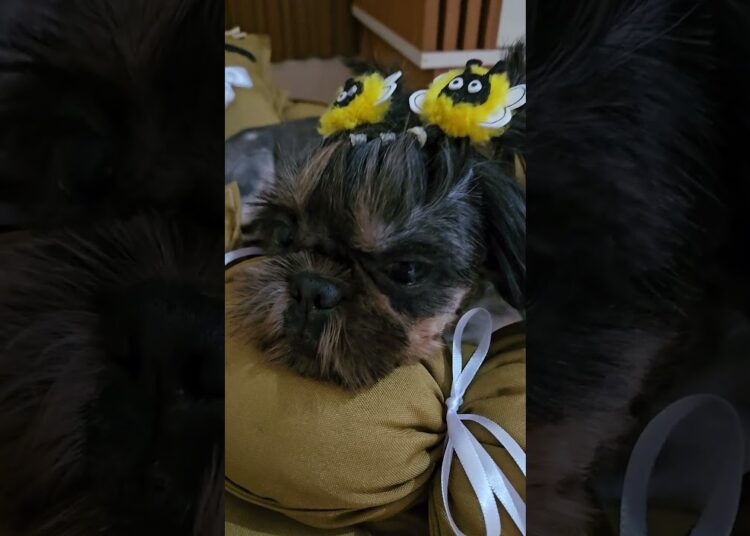 Cama pet realeza: o conforto e o luxo que o seu pet merece!👑💖