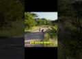 Cuando llega la realeza de la sabana