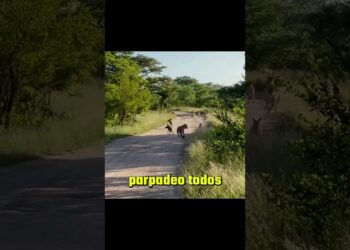 Cuando  llega la realeza de la sabana