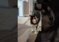 Proof my husky is royalty #husky #dogs #dogvideos