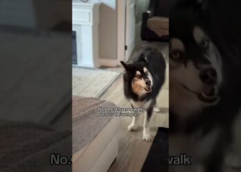 Proof my husky is royalty #husky #dogs #dogvideos