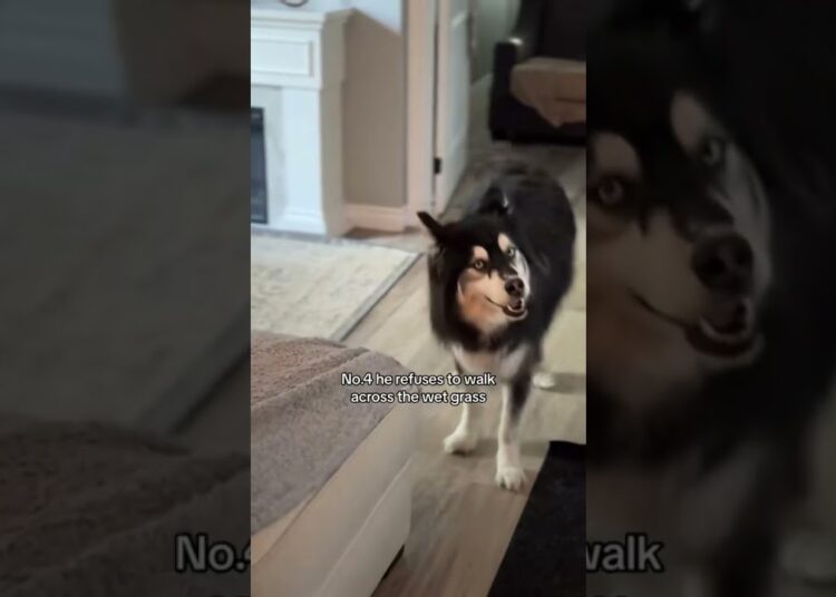 Proof my husky is royalty #husky #dogs #dogvideos