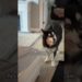 Proof my husky is royalty #husky #dogs #dogvideos