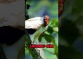 Conheça o Urubu Rei, ave que parece uma realeza! Sarcoramphus papa #aves #natureza #passaros #urubu