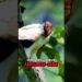 Conheça o Urubu Rei, ave que parece uma realeza! Sarcoramphus papa #aves #natureza #passaros #urubu