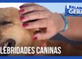 Celebridades caninas baianas conquistam o Brasil