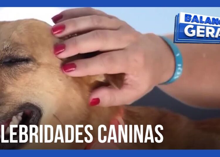 Celebridades caninas baianas conquistam o Brasil