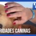 Celebridades caninas baianas conquistam o Brasil
