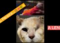 🗣️📣Notícias e fofocas 🆕📰📡 📲 A história do Eliseu👑🦁💘🌿🌟 Parte 01
