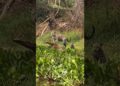 A realeza do pantanal: onça-pintada e seu filhote recriam cena do filme Rei Leão