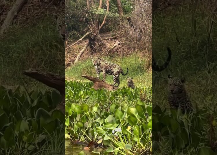 A realeza do pantanal: onça-pintada e seu filhote recriam cena do filme Rei Leão
