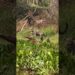 A realeza do pantanal: onça-pintada e seu filhote recriam cena do filme Rei Leão