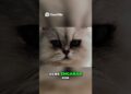 Gatos elegantes  ¡Realeza felina! #gatosgraciosos #gatopersa #gatos #gatoshermosos #gatos